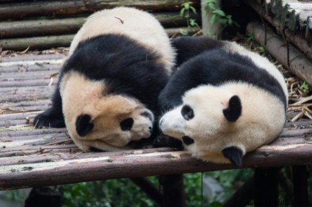 3-year old pandas, Chengdu Panda Breeding Center