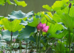 Lotus: Xing Qing Garden